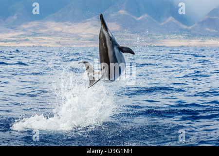 Hawaiian Spinner Delfin (Stenella Longirostris), einst Kanal, Maui, Hawaii, Vereinigte Staaten von Amerika Stockfoto