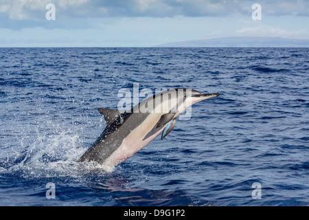 Hawaiian Spinner Delfin (Stenella Longirostris), einst Kanal, Maui, Hawaii, Vereinigte Staaten von Amerika Stockfoto