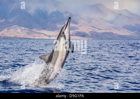 Hawaiian Spinner Delfin (Stenella Longirostris), einst Kanal, Maui, Hawaii, Vereinigte Staaten von Amerika Stockfoto