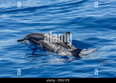 Hawaiian Spinner-Delfine (Stenella Longirostris), einst Kanal, Maui, Hawaii, Vereinigte Staaten von Amerika Stockfoto