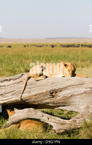 Ein weiblicher Löwe liegend schlafen auf einem alten Baum, Masai Mara Game reserve, Kenia, Afrika Stockfoto