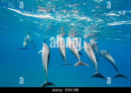 Hawaiian Spinner-Delfine (Stenella Longirostris), einst Kanal, Maui, Hawaii, Vereinigte Staaten von Amerika Stockfoto