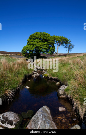 Kleine Gruppe von Bäumen um die obere erreicht der Fluss Liffey, unter Ost Kippure Berg, County Wicklow, Irland Stockfoto