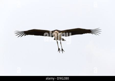 Marabou Storch, Leptoptilos Crumeniferus fliegen, Masai Mara, Kenia, Afrika Stockfoto