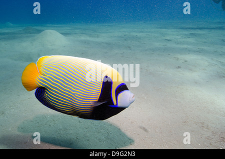 Kaiser-Kaiserfisch (Pomacanthus Imperator) in der Nähe von sandigen Meeresboden, Naama Bay, Sharm el-Sheikh, Rotes Meer, Ägypten, Afrika Stockfoto