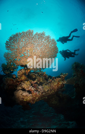 Silhouette der beiden Taucher über Tabelle Korallen, Ras Mohammed National Park, Sharm el-Sheikh, Rotes Meer, Ägypten, Afrika Stockfoto