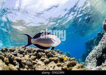 Doktoren Doktorfisch (Acanthurus Doktoren) in flachem Wasser, niedrigen Winkel Ansicht, Ras Mohammed National Park, Rotes Meer, Ägypten, Afrika Stockfoto