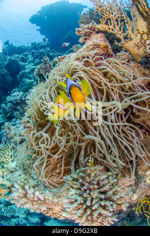 Rotes Meer-Anemonenfisch (Amphiprion Bicinctus) und regelmäßig Haddoni, Ras Mohammed National Park, Rotes Meer, Ägypten, Afrika Stockfoto