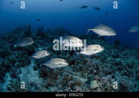 Giant Trevally (Caranx Ignobilis) Untiefe, Ras Mohammed National Park, Rotes Meer, Ägypten, Afrika Stockfoto