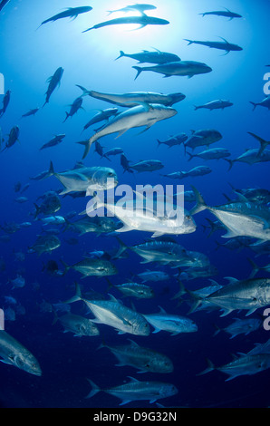 Giant Trevally (Caranx Ignobilis) Untiefe Schulbildung, Ras Mohammed National Park, Rotes Meer, Ägypten, Afrika Stockfoto