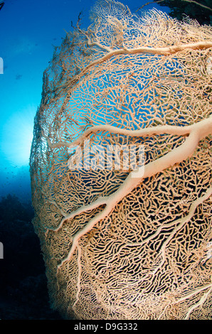 Riesige Gorgonien (Gorgonien Fan Coral) (Annella Mollis), Ras Mohammed National Park, Rotes Meer, Ägypten, Afrika Stockfoto