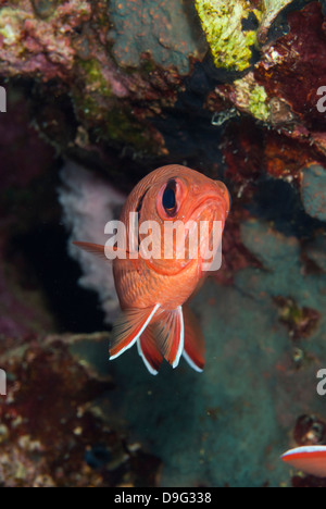 Blotcheye Soldatenfische (Myripristis Murdjan), Naama Bay, Sharm el-Sheikh, Sinai, Rotes Meer, Ägypten, Afrika Stockfoto