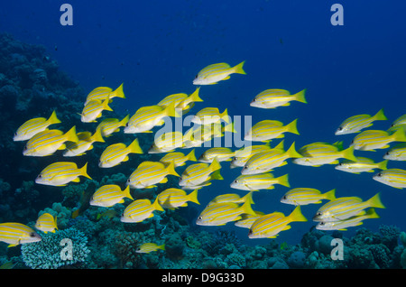 Mittlere Untiefe oder in der Schule der blau gestreifte Schnapper (Lutjanus Kasmira), Naama Bay, aus Sharm el-Sheikh, Sinai, Rotes Meer, Ägypten, Afrika Stockfoto