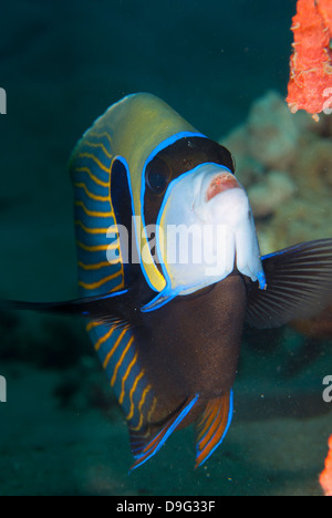 Kaiser-Kaiserfisch (Pomacanthus Imperator), Naama Bay, aus Sharm el-Sheikh, Sinai, Rotes Meer, Ägypten, Afrika Stockfoto