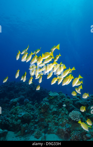 Mittlere Untiefe oder in der Schule der blau gestreifte Schnapper (Lutjanus Kasmira), Naama Bay, aus Sharm el-Sheikh, Sinai, Rotes Meer, Ägypten, Afrika Stockfoto