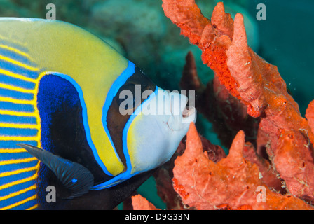 Kaiser Kaiserfisch (Pomacanthus Imperator) close-up, Naama Bay, aus Sharm el-Sheikh, Sinai, Rotes Meer, Ägypten, Afrika Stockfoto