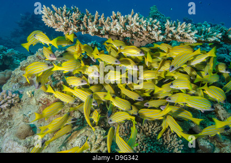 Schule der blau gestreifte Schnapper (Lutjanus Kasmira) unter Tabelle Korallen, Naama Bay, Sinai, Rotes Meer, Ägypten, Afrika Stockfoto