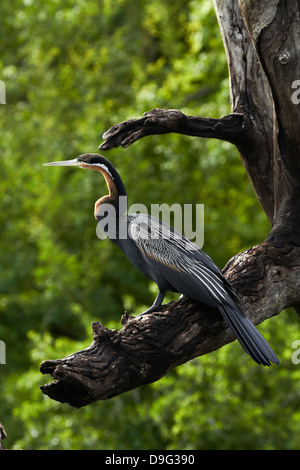 Afrikanische Darter (Anhinga Rufa), thront von Chobe River, Chobe National Park, Kasane in Botswana, Afrika Stockfoto