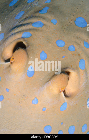 Bluespotted Stingray (Taeniura Lymma) close-up Draufsicht, Naama Bay, aus Sharm el-Sheikh, Sinai, Rotes Meer, Ägypten, Afrika Stockfoto