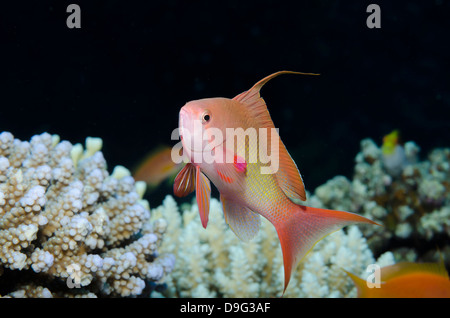 Lyretail Anthias (Pseudanthias Squamipinnis) Nahaufnahme von männlich, Nationalpark Ras Mohammed, Sinai, Rotes Meer, Ägypten, Afrika Stockfoto