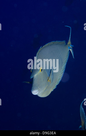 Bluespine Einhorn Fisch (Naso Unicornis) close-up, Ras Mohammed Nationalpark aus Sharm el-Sheikh, Sinai, Rotes Meer, Ägypten, Afrika Stockfoto