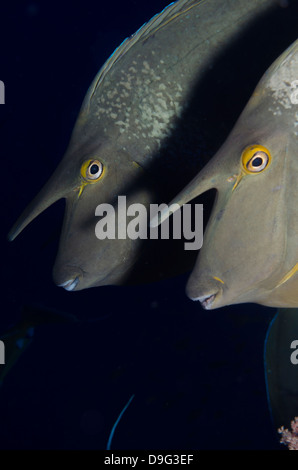 Bluespine Einhorn Fisch (Naso Unicornis) close-up, Ras Mohammed Nationalpark aus Sharm el-Sheikh, Sinai, Rotes Meer, Ägypten, Afrika Stockfoto