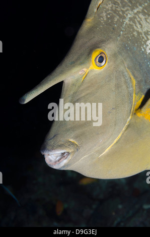 Bluespine Einhorn Fisch (Naso Unicornis) close-up, Ras Mohammed Nationalpark aus Sharm el-Sheikh, Sinai, Rotes Meer, Ägypten, Afrika Stockfoto