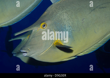 Bluespine Einhorn Fisch (Naso Unicornis) close-up, Ras Mohammed Nationalpark aus Sharm el-Sheikh, Sinai, Rotes Meer, Ägypten, Afrika Stockfoto