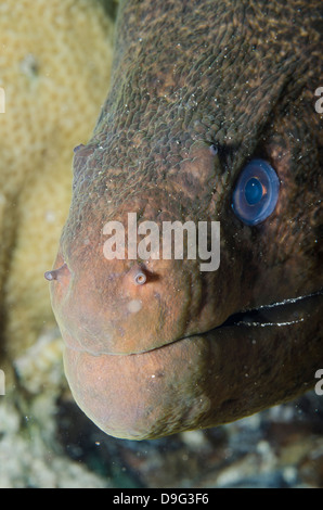 Nahaufnahme des Kopfes eine Riesen Muräne (Gymnothorax Javanicus), Ras Mohammed National Park, Sinai, Rotes Meer, Ägypten, Afrika Stockfoto