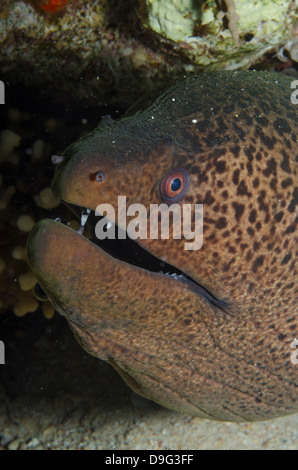 Riesen Muräne (Gymnothorax Javanicus), Nahaufnahme des Kopfes, Ras Mohammed National Park, Sinai, Ägypten, Rotes Meer, Ägypten, Afrika Stockfoto