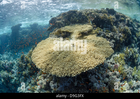 Tropischen Korallenriff mit einem großen Tisch Korallen (Acropora Pharaonis), Nationalpark Ras Mohammed, Sinai, Rotes Meer, Ägypten, Afrika Stockfoto