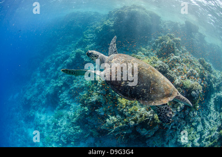 Die vom Aussterben bedrohten Karettschildkröte über Coral Reef Nationalpark Ras Mohammed, Sinai, Rotes Meer, Ägypten, Afrika Stockfoto