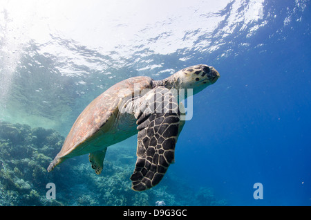 Der vom Aussterben bedrohten Karettschildkröte (Eretmochelys Imbricata), Ras Mohammed National Park, Sinai, Rotes Meer, Ägypten, Afrika Stockfoto