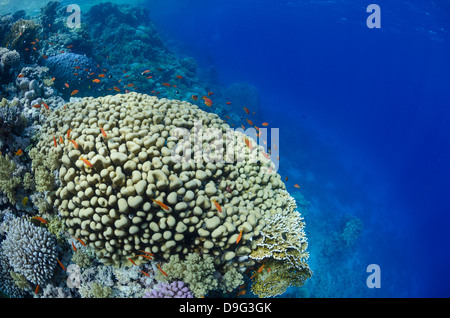 Tropischen Korallenriff Szene, Ras Mohammed Nationalpark aus Sharm el-Sheikh, Sinai, Rotes Meer, Ägypten, Afrika Stockfoto