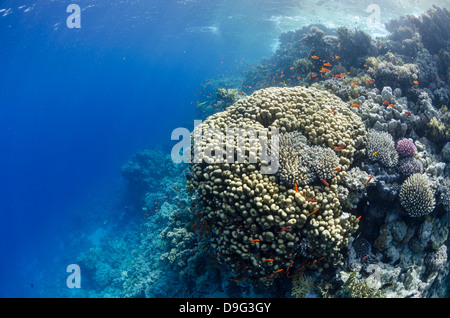 Tropischen Korallenriff Szene, Ras Mohammed Nationalpark aus Sharm el-Sheikh, Sinai, Rotes Meer, Ägypten, Afrika Stockfoto