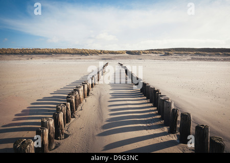 Hölzerne Buhnen an einem Sandstrand führt zu Sanddünen, Domburg, Zeeland, Niederlande Stockfoto