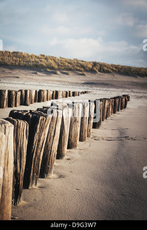 Hölzerne Buhnen an einem Sandstrand führt zu Sanddünen, Domburg, Zeeland, Niederlande Stockfoto