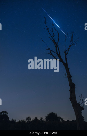 Silhouette eines Toten Baumes mit ein Perseiden-Meteor verglühen in der oberen Atmosphäre, Nordbrabant, Niederlande (Holland) Stockfoto