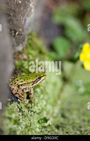 Nahaufnahme des Europäischen Grasfrosch (Rana Temporaria), Nord-Brabant, Niederlande, (Holland). Stockfoto