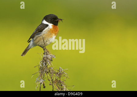 Schwarzkehlchen, gemeinsame Schwarzkehlchen Saxicola Torquata, Schwarzkehlchen Stockfoto