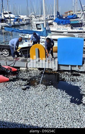 Millionen von kleinen Fischen, Sardellen, Makrelen und Sardinen, einschließlich angespült tot am King Harbor Marina, Redondo Beach, Kalifornien. Eine Theorie hierzu ist, dass sie versuchten, eine rote Flut - ein natürlich vorkommendes schnelle Anhäufung von Algen in einer Wassersäule - zu entkommen, die Fische zu vergiften oder verhungern sie Sauerstoff Redondo Beach, Kalifornien - 08.03.11 Stockfoto