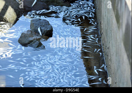 Millionen von kleinen Fischen, Sardellen, Makrelen und Sardinen, einschließlich angespült tot am King Harbor Marina, Redondo Beach, Kalifornien. Eine Theorie hierzu ist, dass sie versuchten, eine rote Flut - ein natürlich vorkommendes schnelle Anhäufung von Algen in einer Wassersäule - zu entkommen, die Fische zu vergiften oder verhungern sie Sauerstoff Redondo Beach, Kalifornien - 08.03.11 Stockfoto