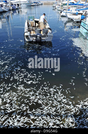 Millionen von kleinen Fischen, Sardellen, Makrelen und Sardinen, einschließlich angespült tot am King Harbor Marina, Redondo Beach, Kalifornien. Eine Theorie hierzu ist, dass sie versuchten, eine rote Flut - ein natürlich vorkommendes schnelle Anhäufung von Algen in einer Wassersäule - zu entkommen, die Fische zu vergiften oder verhungern sie Sauerstoff Redondo Beach, Kalifornien - 08.03.11 Stockfoto