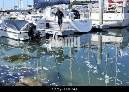 Millionen von kleinen Fischen, Sardellen, Makrelen und Sardinen, einschließlich angespült tot am King Harbor Marina, Redondo Beach, Kalifornien. Eine Theorie hierzu ist, dass sie versuchten, eine rote Flut - ein natürlich vorkommendes schnelle Anhäufung von Algen in einer Wassersäule - zu entkommen, die Fische zu vergiften oder verhungern sie Sauerstoff Redondo Beach, Kalifornien - 08.03.11 Stockfoto