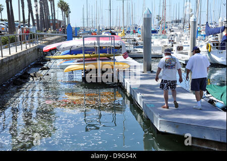 Millionen von kleinen Fischen, Sardellen, Makrelen und Sardinen, einschließlich angespült tot am King Harbor Marina, Redondo Beach, Kalifornien. Eine Theorie hierzu ist, dass sie versuchten, eine rote Flut - ein natürlich vorkommendes schnelle Anhäufung von Algen in einer Wassersäule - zu entkommen, die Fische zu vergiften oder verhungern sie Sauerstoff Redondo Beach, Kalifornien - 08.03.11 Stockfoto