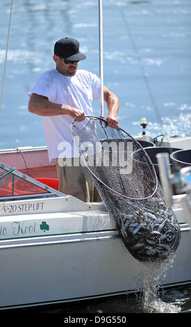 Millionen von kleinen Fischen, Sardellen, Makrelen und Sardinen, einschließlich angespült tot am King Harbor Marina, Redondo Beach, Kalifornien. Eine Theorie hierzu ist, dass sie versuchten, eine rote Flut - ein natürlich vorkommendes schnelle Anhäufung von Algen in einer Wassersäule - zu entkommen, die Fische zu vergiften oder verhungern sie Sauerstoff Redondo Beach, Kalifornien - 08.03.11 Stockfoto