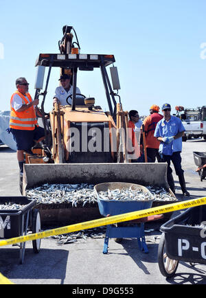 Millionen von kleinen Fischen, Sardellen, Makrelen und Sardinen, einschließlich angespült tot am King Harbor Marina, Redondo Beach, Kalifornien. Eine Theorie hierzu ist, dass sie versuchten, eine rote Flut - ein natürlich vorkommendes schnelle Anhäufung von Algen in einer Wassersäule - zu entkommen, die Fische zu vergiften oder verhungern sie Sauerstoff Redondo Beach, Kalifornien - 08.03.11 Stockfoto