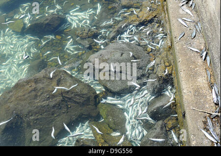 Millionen von kleinen Fischen, Sardellen, Makrelen und Sardinen, einschließlich angespült tot am King Harbor Marina, Redondo Beach, Kalifornien. Eine Theorie hierzu ist, dass sie versuchten, eine rote Flut - ein natürlich vorkommendes schnelle Anhäufung von Algen in einer Wassersäule - zu entkommen, die Fische zu vergiften oder verhungern sie Sauerstoff Redondo Beach, Kalifornien - 08.03.11 Stockfoto