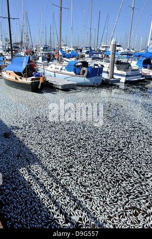 Millionen von kleinen Fischen, Sardellen, Makrelen und Sardinen, einschließlich angespült tot am King Harbor Marina, Redondo Beach, Kalifornien. Eine Theorie hierzu ist, dass sie versuchten, eine rote Flut - ein natürlich vorkommendes schnelle Anhäufung von Algen in einer Wassersäule - zu entkommen, die Fische zu vergiften oder verhungern sie Sauerstoff Redondo Beach, Kalifornien - 08.03.11 Stockfoto