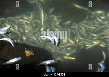 Millionen von kleinen Fischen, Sardellen, Makrelen und Sardinen, einschließlich angespült tot am King Harbor Marina, Redondo Beach, Kalifornien. Eine Theorie hierzu ist, dass sie versuchten, eine rote Flut - ein natürlich vorkommendes schnelle Anhäufung von Algen in einer Wassersäule - zu entkommen, die Fische zu vergiften oder verhungern sie Sauerstoff Redondo Beach, Kalifornien - 08.03.11 Stockfoto